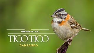 Tico tico com lindo canto para encarte gravado ao vivo na natureza [upl. by Nennarb]