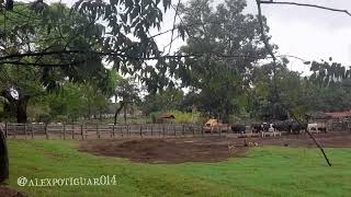 linda fazenda de gado na cidade de arinos MG sítio chácara fazenda rancho [upl. by Ardnoik]