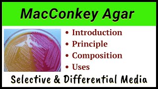 MacConkey Agar  Composition of McConkey agar [upl. by Yesteb807]