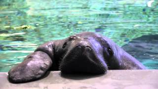 Meet Snooty the Manatee [upl. by Octavian]