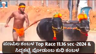 Panapila Kambala Top Race amp Siddakatte Podumba Kudhi kambala 2024 [upl. by Akemihs]