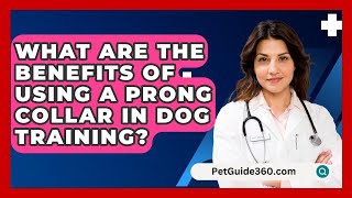 What Are the Benefits of Using a Prong Collar in Dog Training  PetGuide360com [upl. by Annahpos718]