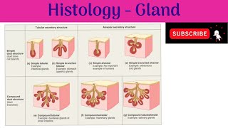 Histology  Glands  Classifications  Structural Organisation  Development  Clinical Correlation [upl. by Paul]