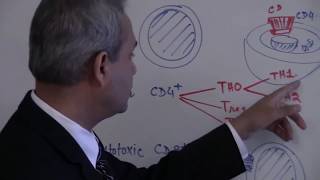 T Cells  Immunology  Lecture 6 part 16 [upl. by Atteram]