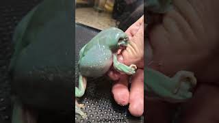 Green Tree Frog eating a Superworm [upl. by Georgeanne843]