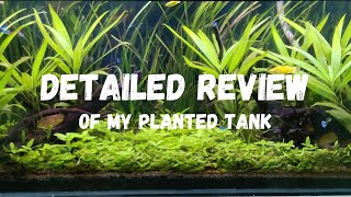 All about my lowtech planted aquarium [upl. by Gresham340]