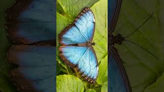 Menelaus Blue Morpho Morpho menelaus  Observed in Description [upl. by Eibrik]