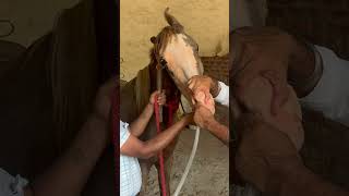 Nasogastric intubation in horses 🐎 pipe method shortsfeed horselover trendingshorts viralshort [upl. by Oluap]