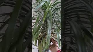 Yucca plant care  shor shortsviral yuccaplantas plants garden hobbygarden viralreels l yt [upl. by Jacinda438]