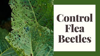 How To Control Flea Beetles [upl. by Thevenot]