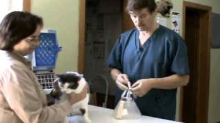 How to Put an Elizabethan Collar ecollar on a Cat  Veterinary Assistant Training [upl. by Novets291]