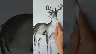 How to draw a deer art of white deer realistic sketch of deer shorts [upl. by Gipson]