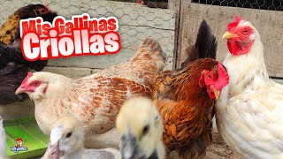 Todas Mis Gallinas Criollas [upl. by Socher]