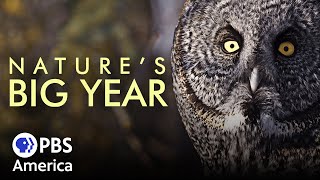 Natures Big Year FULL SPECIAL  PBS America [upl. by Adnale]