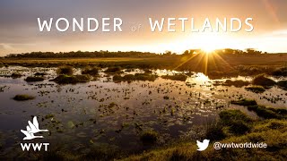 What are wetlands  WWT [upl. by Galen784]