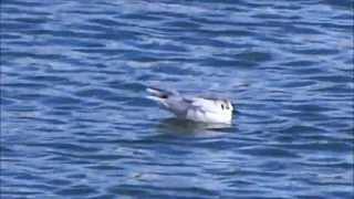 Little Gull  Dwergmeeuw Hydrocoloeus minutus [upl. by Izak]