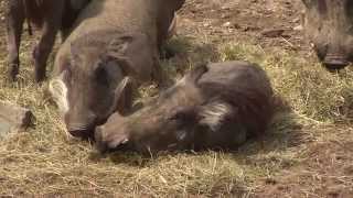 Twee wrattenzwijnen op transport  Burgers Zoo Natuurlijk  Arnhem [upl. by Arrad931]