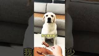 dog labrador funny doglover pets youtube viralvideo trend what cuteanimal [upl. by Ushijima]