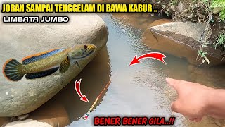 PANIK Joran Pancing Di Bawa Kabur Ikan Channa Limbata Super Jumbo [upl. by Nilyahs]