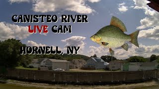 Canisteo River Live Cam 247  Hornell New York  8232024 [upl. by Larret218]