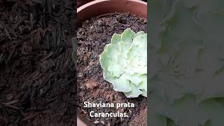 Echeveria shaviana prata caranculas [upl. by Phare]