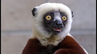 Sifaka lemur [upl. by Hansiain]