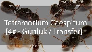 Tetramorium Caespitum Journal  Günlük  4 [upl. by Verbenia]