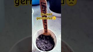 No seed germination😒॥Chilli seed germination update॥ मिर्च की सीड germinate नहीं हुए ॥ shorts [upl. by Potts442]