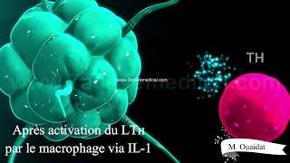 Activation des Lymphocytes B et Lymphocytes Tc par le Lymphocyte TH [upl. by Brandy474]