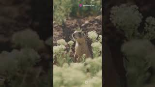 Prairie Dogs The Ultimate Family Life 2024 animals wildlife [upl. by Amian]