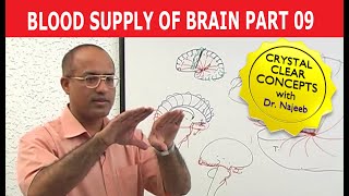 Blood Supply of Brain  Circle of Willis  Part 911 [upl. by Forrest726]