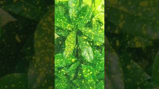 Croton plant caring tips croton golden dust crton plant care trending shorts [upl. by Delsman]