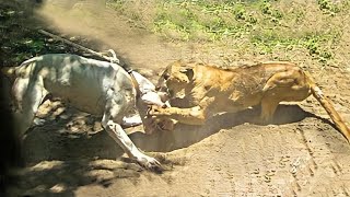 ONÇA PARDA vs DOGO ARGENTINO  DOGO ARGENTINO ATACA UMA ONÇA PARDA [upl. by Isyad903]