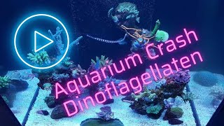 Aquarium Crash durch Dinoflagellaten  Ein Erfahrungsbericht [upl. by Dorthy934]