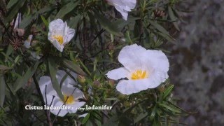 Cistus ladanifer [upl. by Tur]