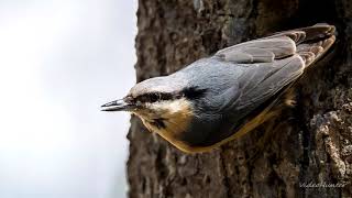 Eurasian Nuthatch in the nest cavity Brhlík Obyčajný v hniezdnej dutine  Sitta europaea [upl. by Brandy]