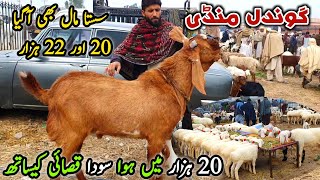 Bakra Mandi Gondal Latest Update 11 March 2024  Sasta Mall Turkey Dumby Or Bakry [upl. by Stokes111]