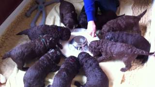 Nestje 2013  Week 3 video 2  Freonskip Australian Labradoodles [upl. by Ah]