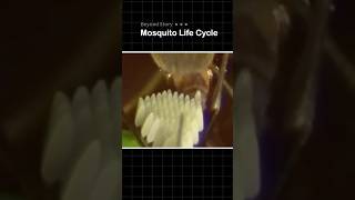 Mosquito Life Cycle 🦟 [upl. by Einal]