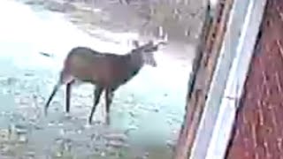 Naughty Trophy Buck Steals Osage Oranges from Underneath Front Porch then Follows Doe Into Woods [upl. by Wolsniw]