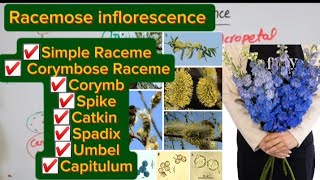 Racemose inflorescenceBSc and MSc botany topic [upl. by Eissej]