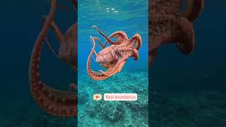 Mysterious Facts About Octopuses You Wont Believequot 🐙 OceanMysteries discovery facts oceanworld [upl. by Briscoe693]