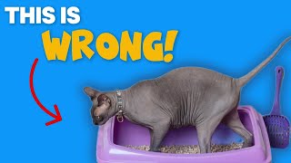 Not ONE But 10 Cat Litter Box MISTAKES You Make [upl. by Nilhtac434]