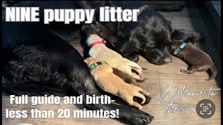 How to Whelp a Litter Of PuppiesComplete Guide  Labrador Retrievers [upl. by New]