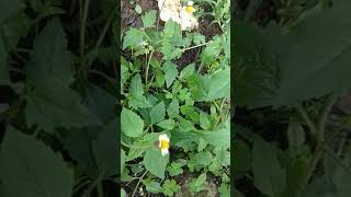 Tridax procumbens 🌿 Medicinal plantಟ್ರೈಡಾಕ್ಸ್ ಪ್ರೊಕ್ಯುಂಬೆನ್ಸ್ कोट बटन 🍁Inspiratia Insights 🍁 [upl. by Akemahs]