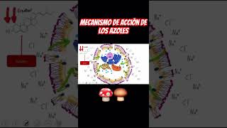 Mecanismo de acción de los azoles en menos de 1 minuto 🍄‍🟫🍄 antifungal hongos farmacologia [upl. by Canale]