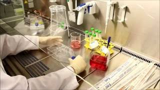 Cell Splitting adherent cell culture [upl. by Nissy]