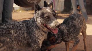 Arizona Cattle Dog amp Blue Heeler Rescue  Heeling Heelers Hearts [upl. by Ram]