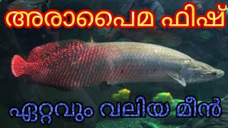 Worlds largest fish  ARAPAIMA feeding big fish 10 Arapaimas arapaima [upl. by Llebpmac902]