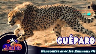 Rencontre avec les Animaux 4  Guépard  Animaux sauvages  éducation pour enfant [upl. by Kcirederf]